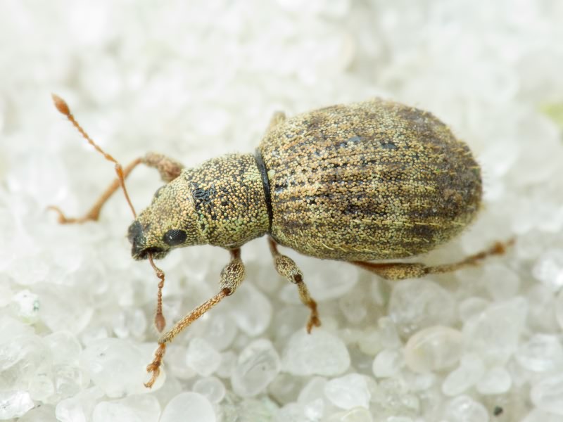 Sciaphilus asperatus (Bonsdorff, 1785)